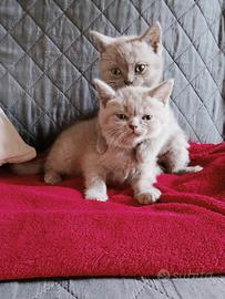 Gattini British shorthair
