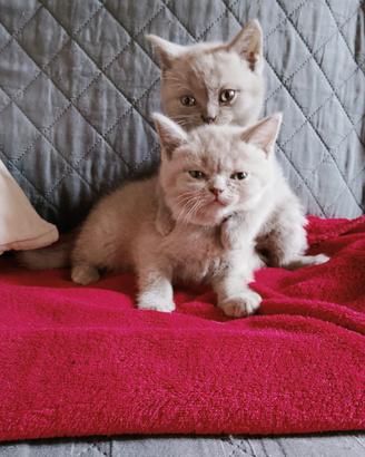 Gattini British shorthair
