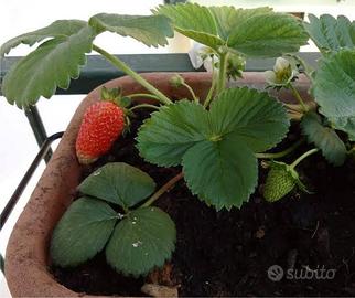 Piantine di fragole