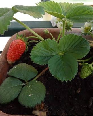 Piantine di fragole