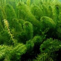 Egeria Densa Pianta Acquario Galleggiante Fondo