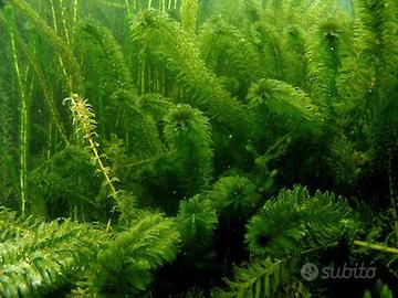 Egeria Densa Pianta Acquario Galleggiante Fondo