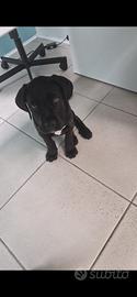 Cane corso cuccioli