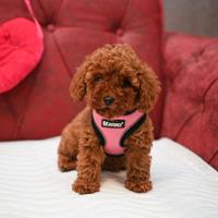 Cucciolata barboncini mini toy M e F