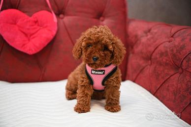Cucciolata barboncini mini toy M e F