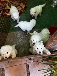 Cuccioli di Pastore Maremmano Abruzzese