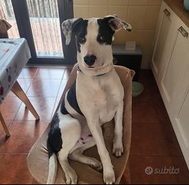 Cane mix pitbull dolcissimo