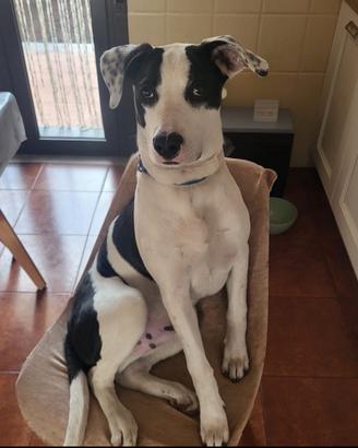 Cane mix pitbull dolcissimo