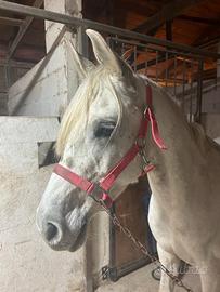 Pony castrone Angloarabo