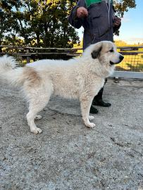 Cane da montagna dei Pirenei