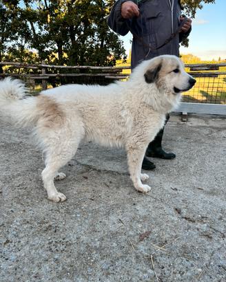 Cane da montagna dei Pirenei