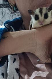 Coppia petauri dello zucchero white fac