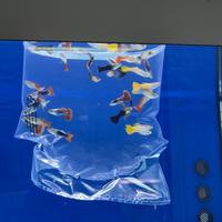 Poecilidi, guppy, platy, velifere, molly