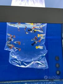 Poecilidi, guppy, platy, velifere, molly