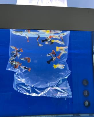 Poecilidi, guppy, platy, velifere, molly