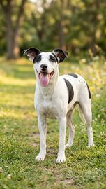 Splendida femmina tipo dalmata