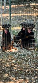 Cuccioloni rottweiler ottimi per famiglia e protez