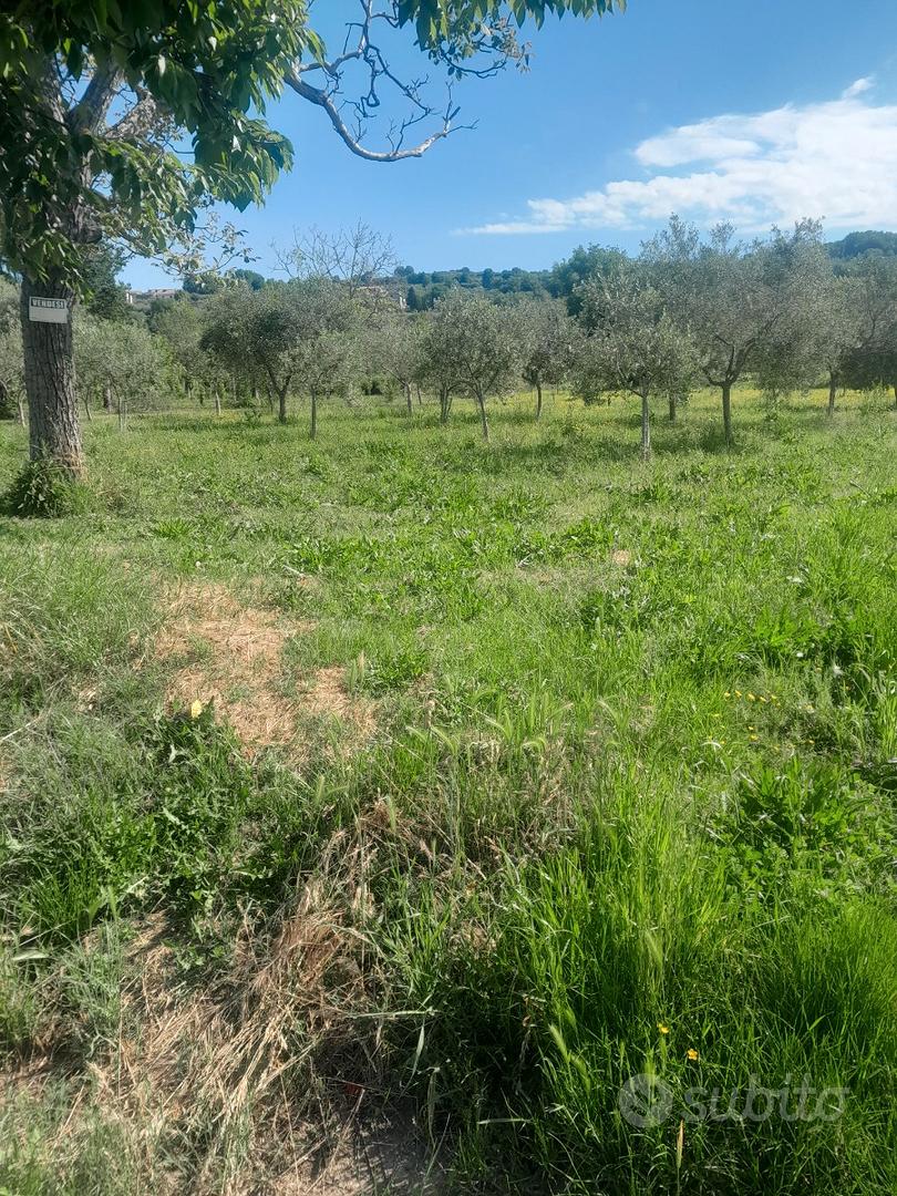 Terreno. Agticolo - Vista 4