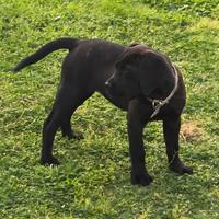 Cucciola di Cane corso