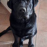 Labrador di razza per accoppiamento