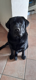 Labrador di razza per accoppiamento