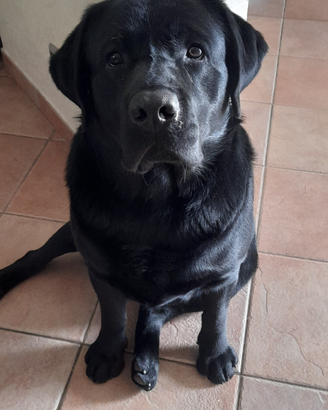 Labrador di razza per accoppiamento