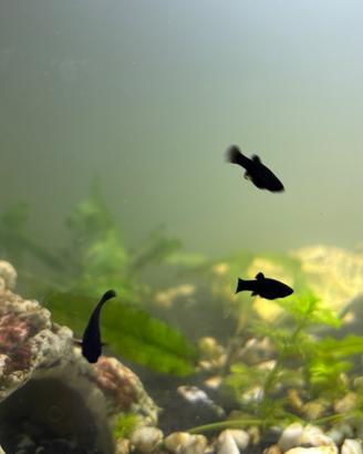 avannotti di platy (pesce di acqua dolce)