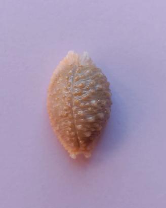 Conchiglia di Nucleolaria nucleus
