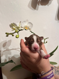 Cuccioli di pastore australiano