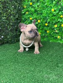 Cuccioli bulldog francese