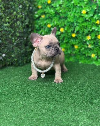 Cuccioli bulldog francese