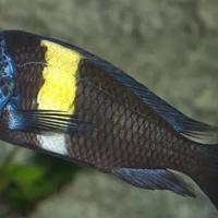 Tropheus duboisi ciclidi africani