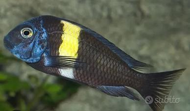 Tropheus duboisi ciclidi africani
