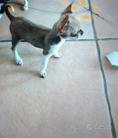 chihuahua  toy
