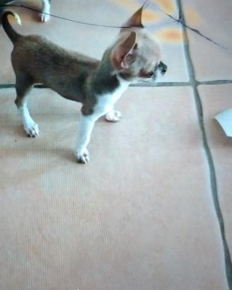 chihuahua  toy
