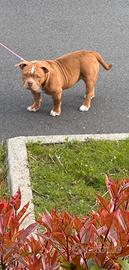 American bully pocket