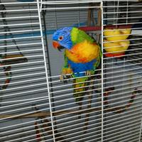 Lori arcobaleno femmina 2 anni-CITES-con gabbia