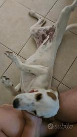 Cagnolina tenera (Nilla)