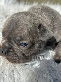 Bulldog francesi blu tan merle