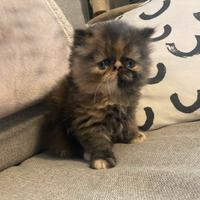 Cuccioli gatto persiano