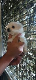 Allevamento maltese