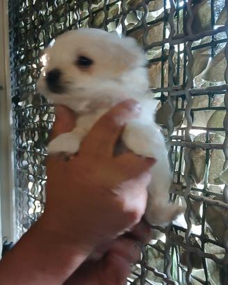 Allevamento maltese