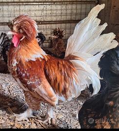 Gallo padovano