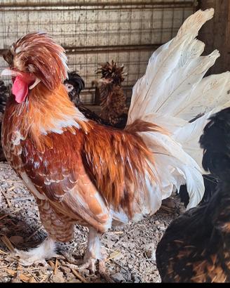 Gallo padovano