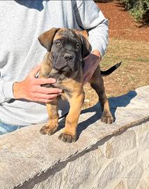 Cuccioli 80 gg di cane corso