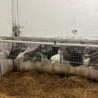 Conigli da allevamento