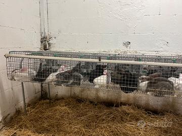 Conigli da allevamento