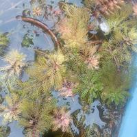 20 x talee piante acquatiche 