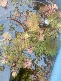 20 x talee piante acquatiche 