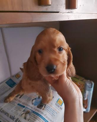 Cuccioli di cocker